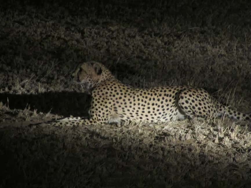 image n.1 of Victoria Falls: Night Game Drive and 3-Course Bush Dinner activity in Victoria Falls Town, uploaded by supplier