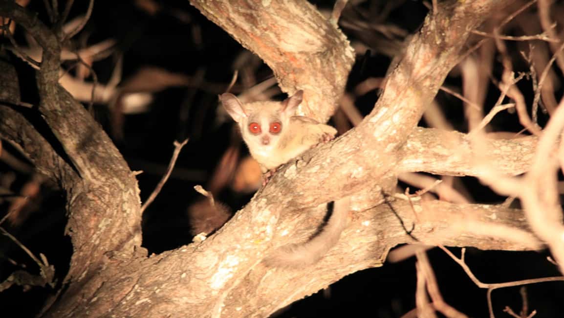 image n.2 of Victoria Falls: Night Game Drive and 3-Course Bush Dinner activity in Victoria Falls Town, uploaded by supplier