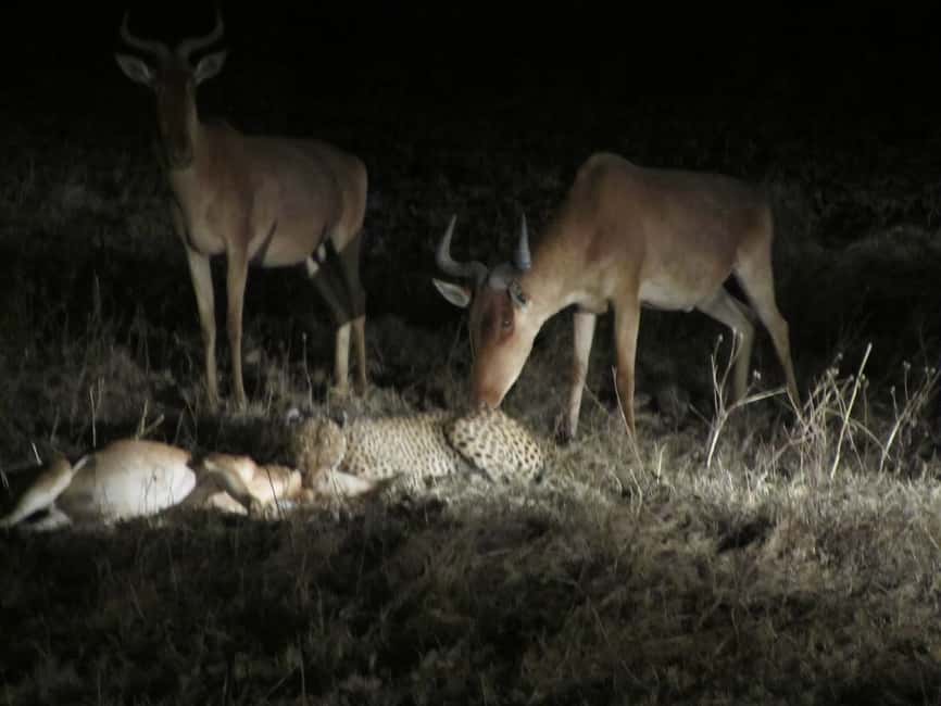 image n.3 of Victoria Falls: Night Game Drive and 3-Course Bush Dinner activity in Victoria Falls Town, uploaded by supplier