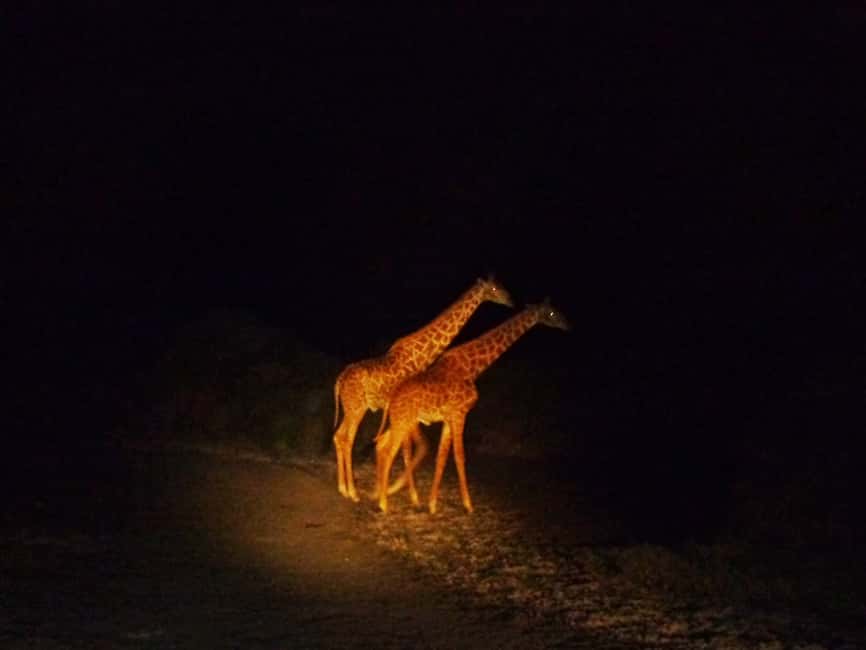 image n.4 of Victoria Falls: Night Game Drive and 3-Course Bush Dinner activity in Victoria Falls Town, uploaded by supplier