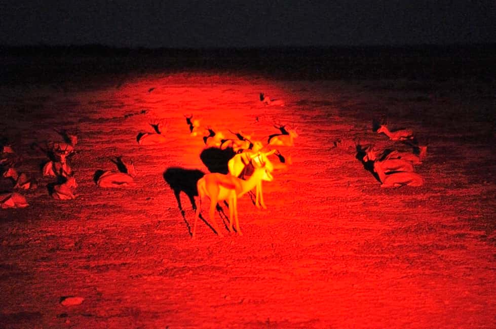 image n.5 of Victoria Falls: Night Game Drive and 3-Course Bush Dinner activity in Victoria Falls Town, uploaded by supplier