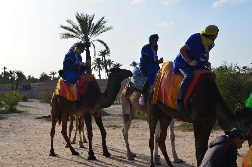 imagen n.º 4 de Alrededores de Marrakech: Paseo en camello por palmerales con té incluido actividad en Marrakech, subida por el proveedor