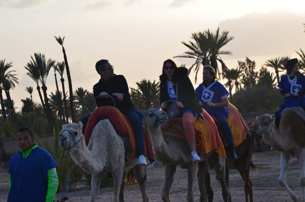 imagen n.º 9 de Alrededores de Marrakech: Paseo en camello por palmerales con té incluido actividad en Marrakech, subida por el proveedor