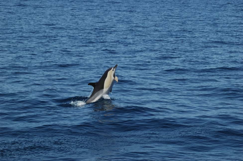 imagem n.8 de Funchal: Cruzeiro de observação de baleias e golfinhos em catamarã atividade em Câmara de Lobos, carregada pelo fornecedor