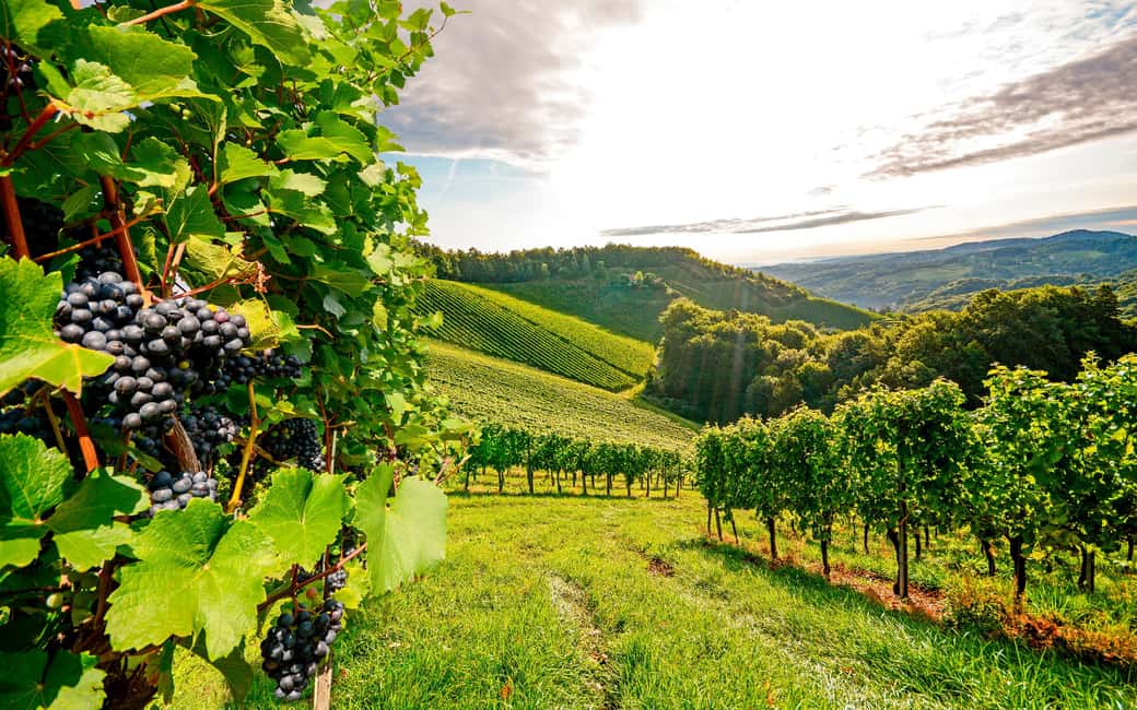 image n.6 of Wine Tasting - Private Half-Day Tour activity in Lisbon, uploaded by supplier