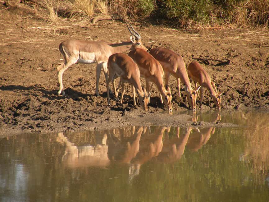 imagem n.32 de De Joanesburgo: Safari de vida selvagem em Pilanesberg atividade em Noroeste, África do Sul, carregada pelo fornecedor