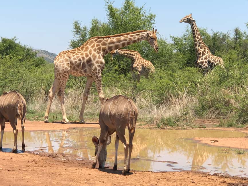 imagem n.15 de De Joanesburgo: Safari de vida selvagem em Pilanesberg atividade em Noroeste, África do Sul, carregada pelo fornecedor