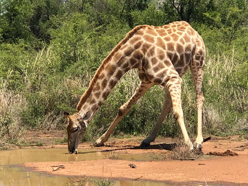 imagem n.18 de De Joanesburgo: Safari de vida selvagem em Pilanesberg atividade em Noroeste, África do Sul, carregada pelo fornecedor