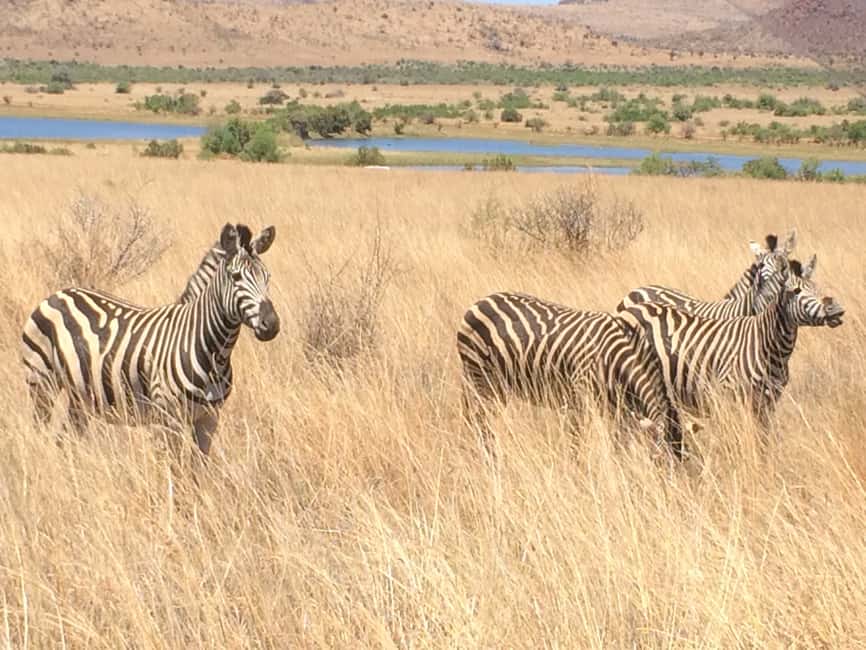 imagem n.26 de De Joanesburgo: Safari de vida selvagem em Pilanesberg atividade em Noroeste, África do Sul, carregada pelo fornecedor