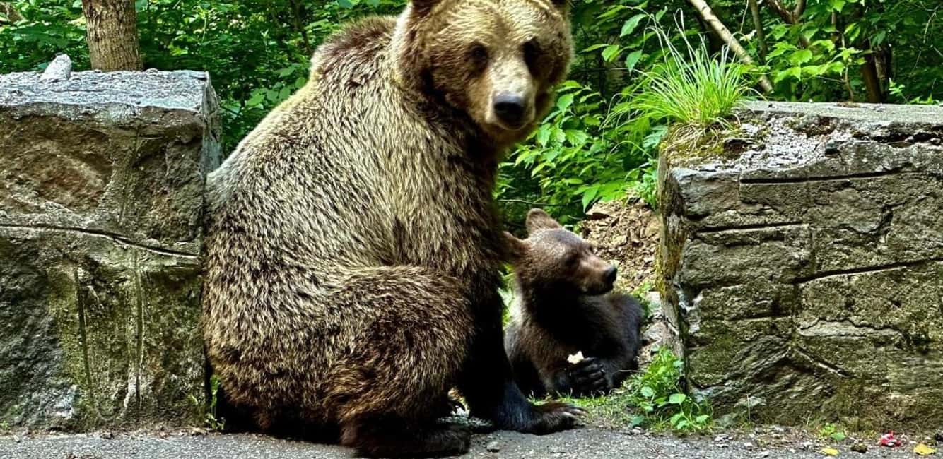 image n.6 of Bucharest: Bear Watching Tour and Top Gear Road Day Trip activity in Câmpulung, uploaded by supplier