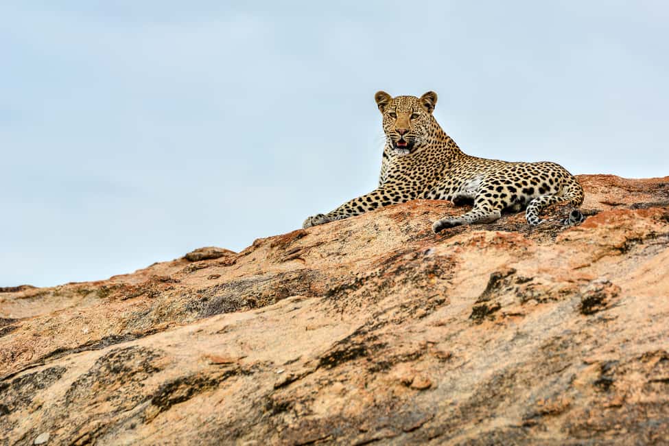 image n.3 of Full-Day Private Big 5 Safari in Kruger National Park activity in Hazyview, uploaded by supplier
