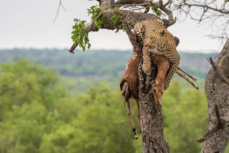image n.4 of Full-Day Private Big 5 Safari in Kruger National Park activity in Hazyview, uploaded by supplier