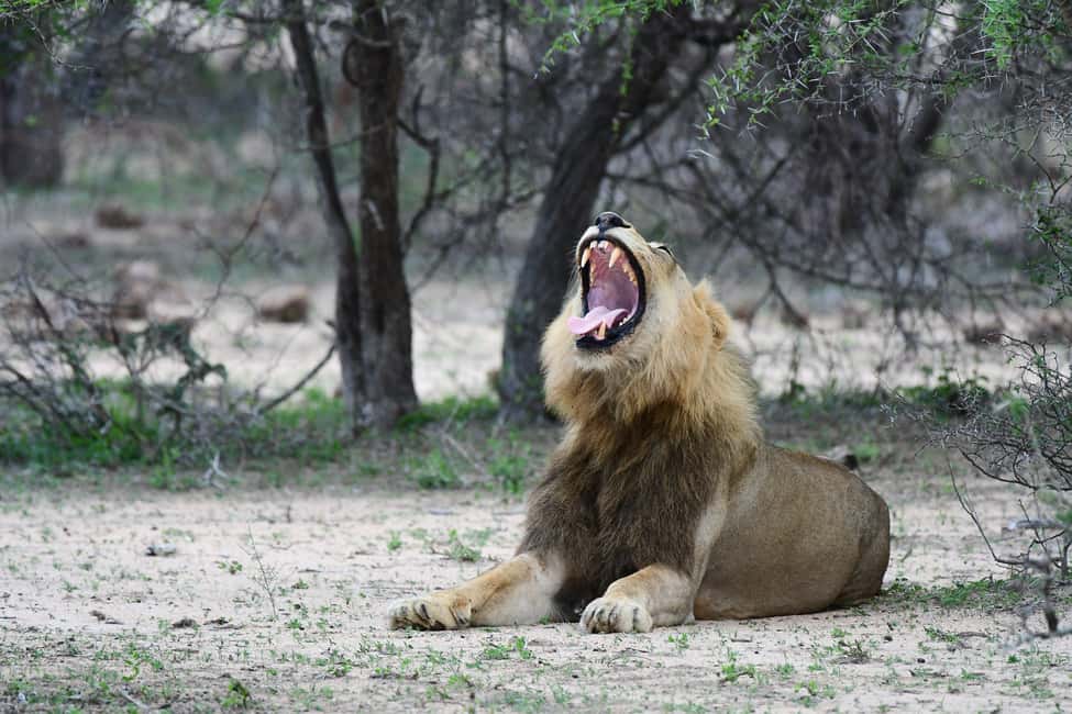 image n.5 of Full-Day Private Big 5 Safari in Kruger National Park activity in Hazyview, uploaded by supplier