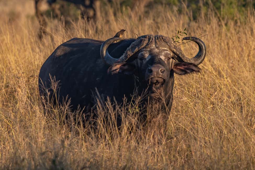 image n.7 of Full-Day Private Big 5 Safari in Kruger National Park activity in Hazyview, uploaded by supplier