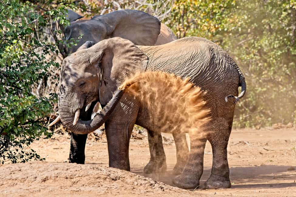 image n.8 of Full-Day Private Big 5 Safari in Kruger National Park activity in Hazyview, uploaded by supplier