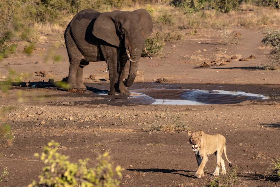 image n.9 of Full-Day Private Big 5 Safari in Kruger National Park activity in Hazyview, uploaded by supplier