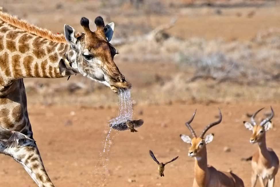 image n.10 of Full-Day Private Big 5 Safari in Kruger National Park activity in Hazyview, uploaded by supplier