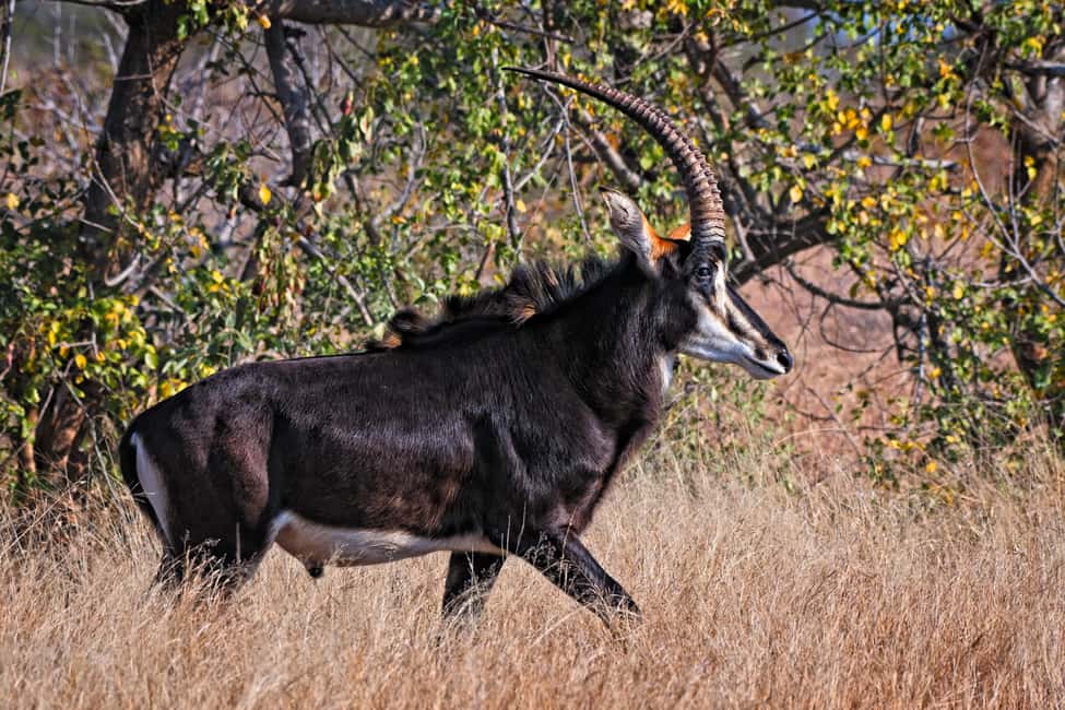 image n.11 of Full-Day Private Big 5 Safari in Kruger National Park activity in Hazyview, uploaded by supplier