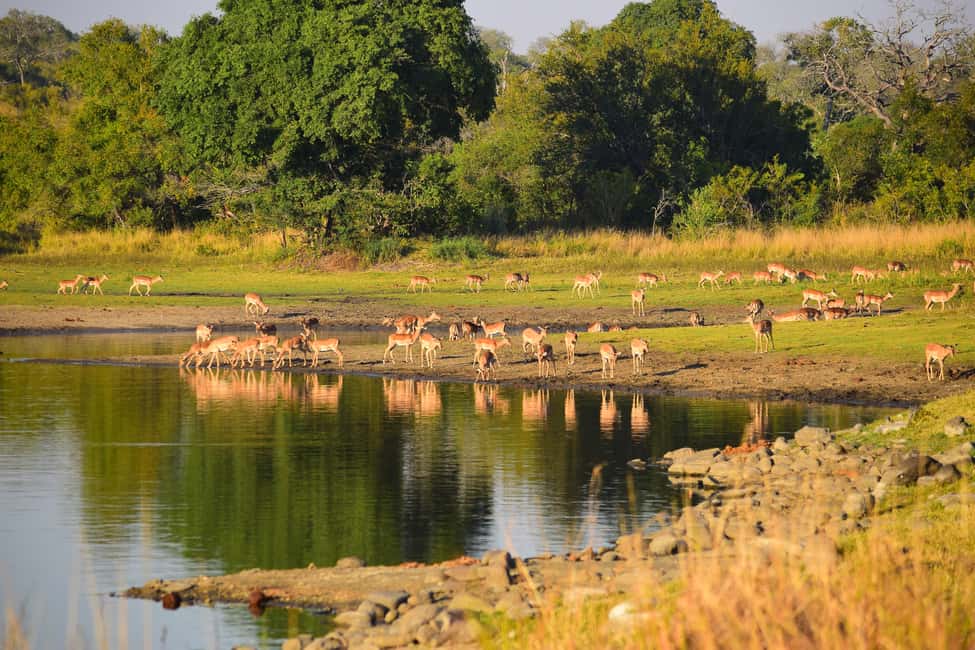 image n.13 of Full-Day Private Big 5 Safari in Kruger National Park activity in Hazyview, uploaded by supplier