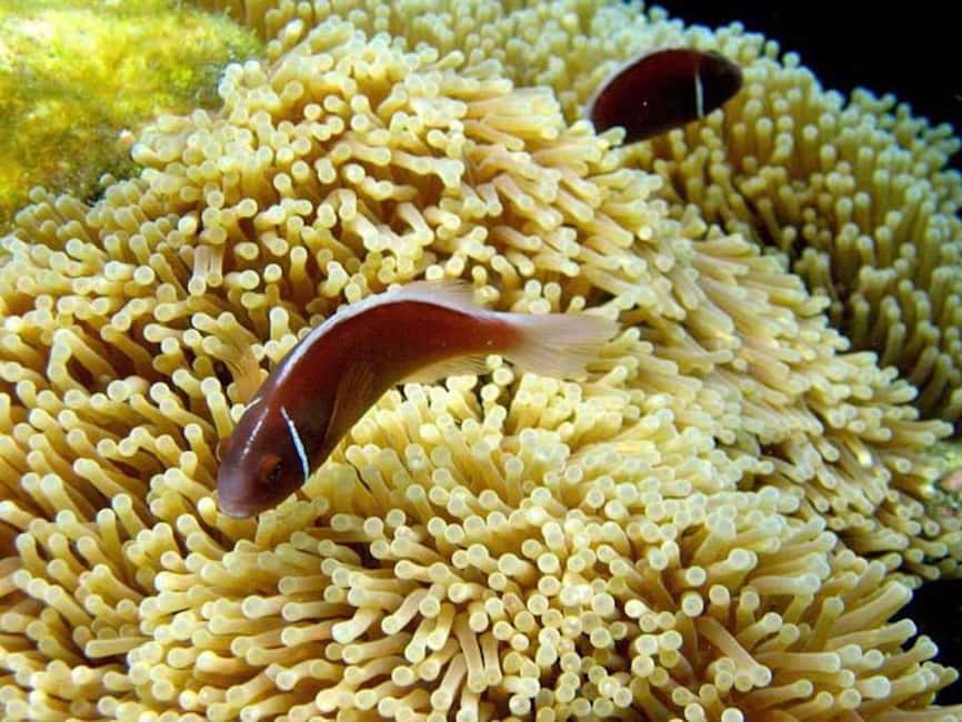 billede nr.7 af aktiviteten Samui: Angthong National Marine Park dagsudflugt med speedbåd i Thailandbugten, uploadet af udbyder