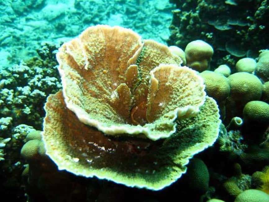billede nr.8 af aktiviteten Samui: Angthong National Marine Park dagsudflugt med speedbåd i Thailandbugten, uploadet af udbyder