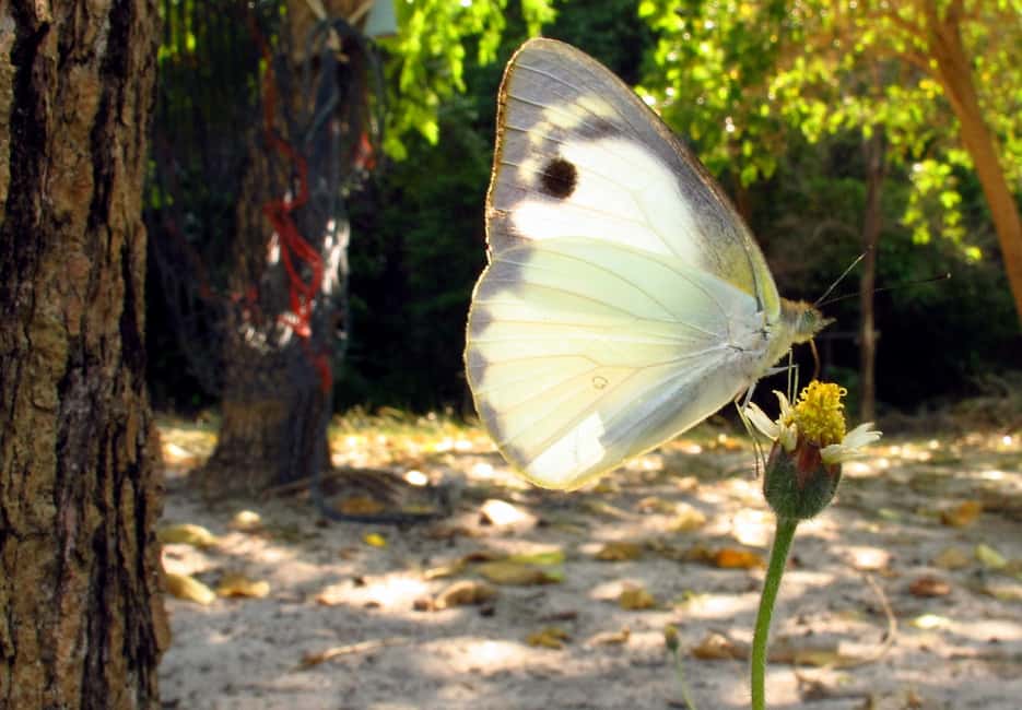 billede nr.10 af aktiviteten Samui: Angthong National Marine Park dagsudflugt med speedbåd i Thailandbugten, uploadet af udbyder