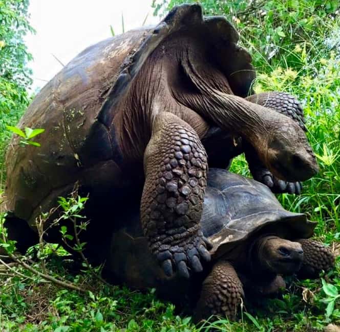 image n.5 of San Cristóbal: 6-Day 4 Galápagos Islands Adventure Tour activity in Puerto Ayora, uploaded by supplier
