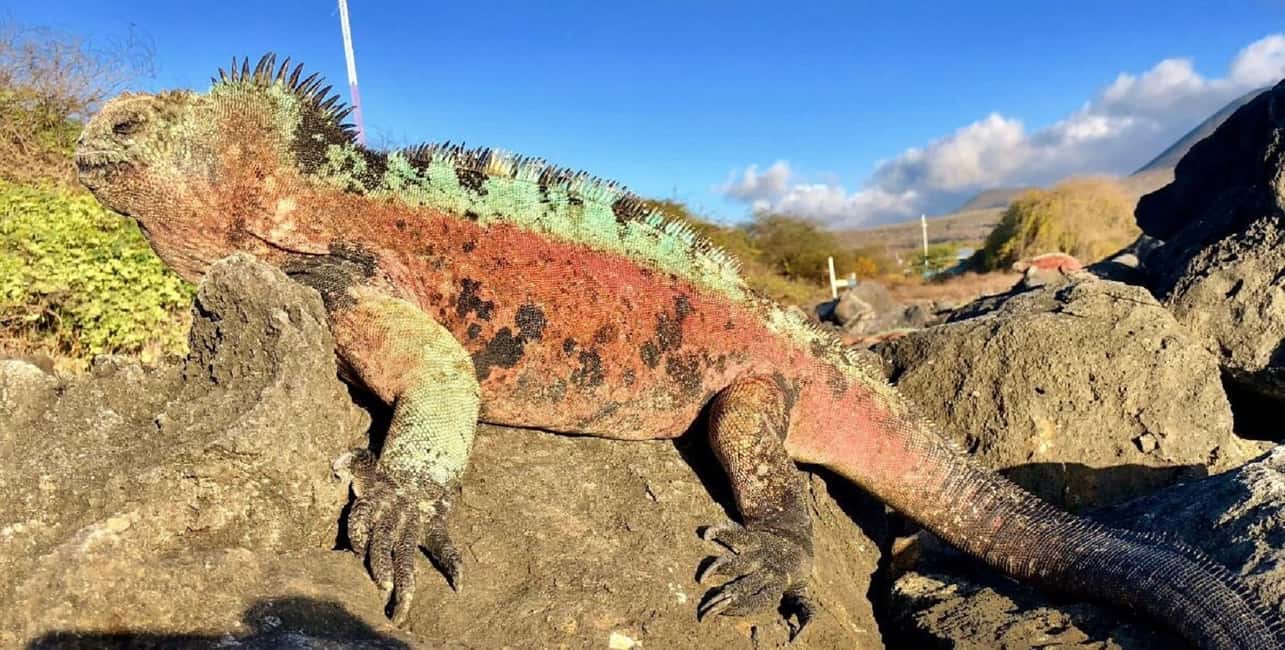 image n.3 of San Cristóbal: 6-Day 4 Galápagos Islands Adventure Tour activity in Puerto Ayora, uploaded by supplier