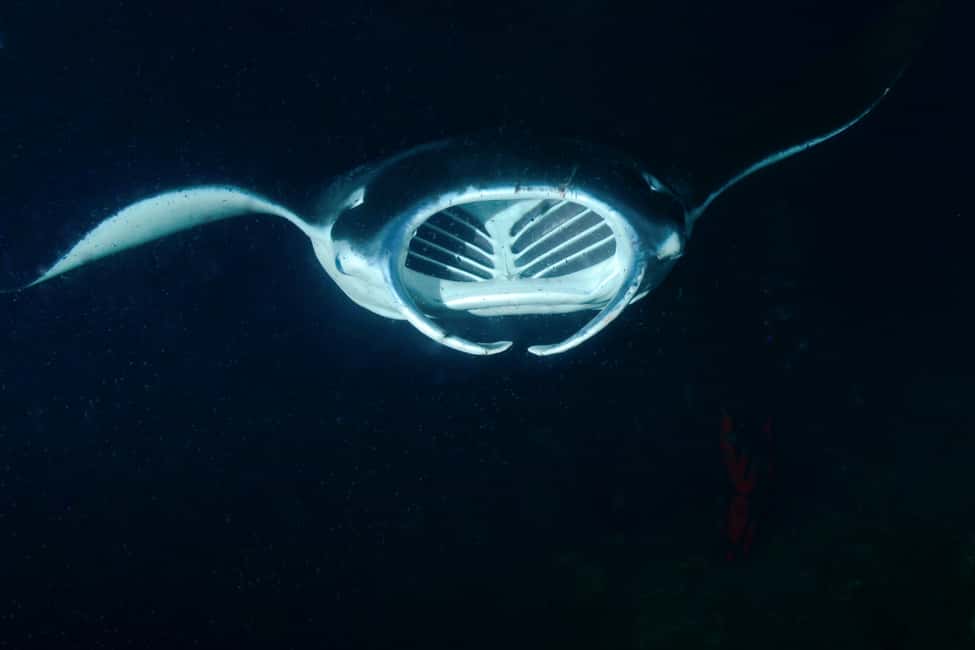 image n.9 of Kailua Kona: Night Manta Ray Adventure on the Big Island activity in Kailua-Kona, uploaded by supplier