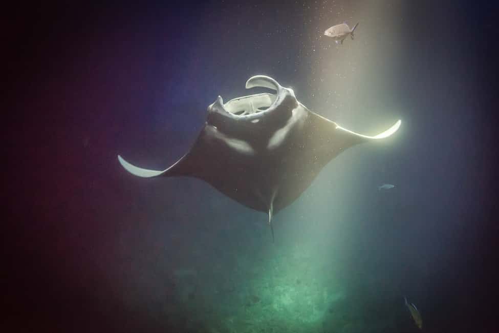 image n.7 of Kailua Kona: Night Manta Ray Adventure on the Big Island activity in Kailua-Kona, uploaded by supplier