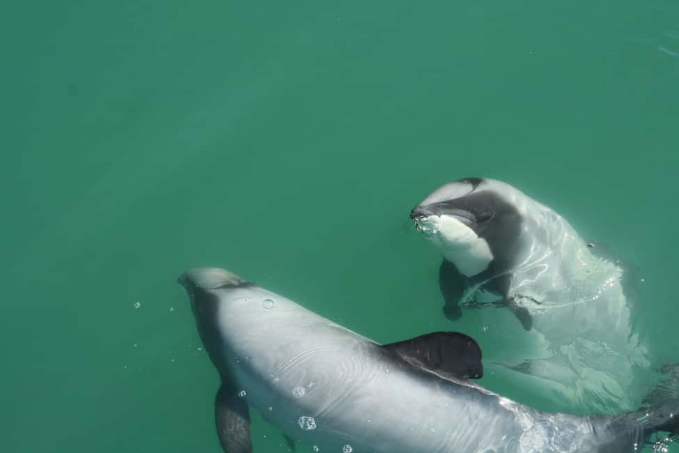 image n.3 of Akaroa: Swimming with Wild Dolphins Experience activity in South Island, uploaded by supplier