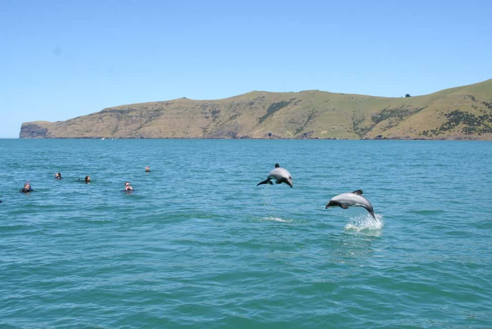 image n.4 of Akaroa: Swimming with Wild Dolphins Experience activity in South Island, uploaded by supplier