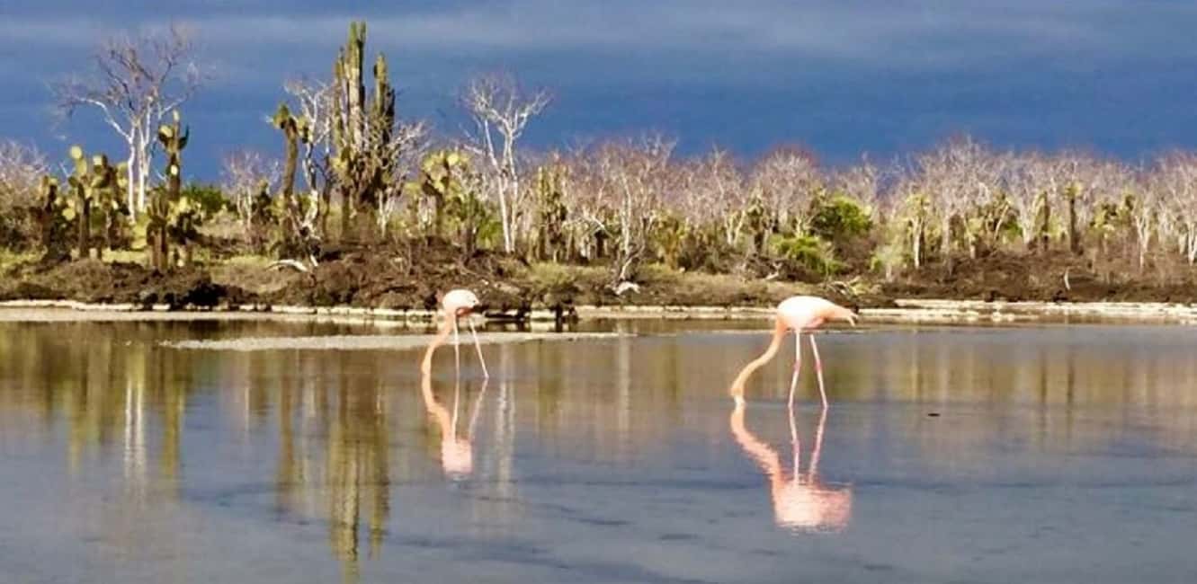 image n.7 of San Cristóbal: 6-Day 4 Galápagos Islands Adventure Tour activity in Puerto Ayora, uploaded by supplier