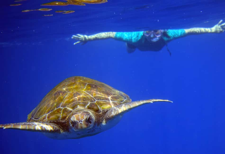 image n.5 of Tenerife: Kayak and Snorkel with Turtles with Free Videos activity in Los Cristianos, uploaded by supplier