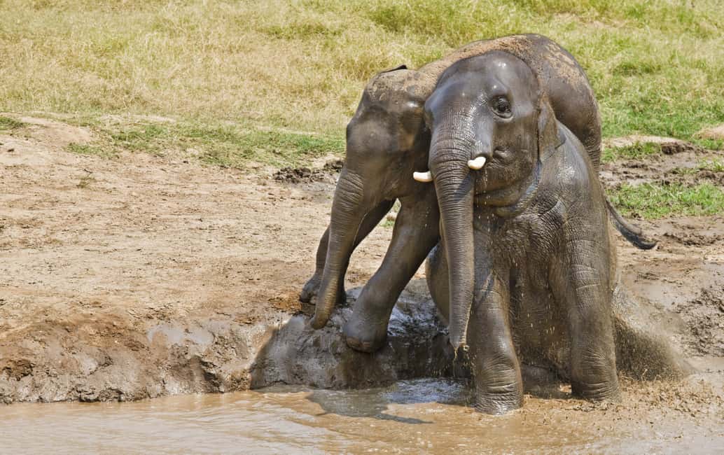 Immagine nº 3 di Da Bangkok: Tour privato del Parco Erawan e dell'alimentazione degli elefanti attività a Kanchanaburi, caricata dal fornitore