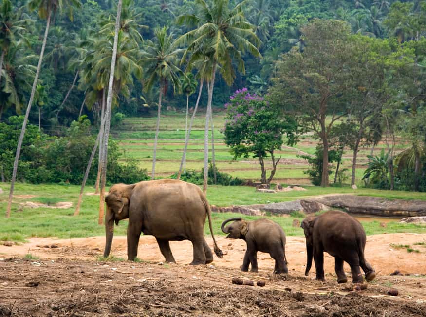 Immagine nº 4 di Da Bangkok: Tour privato del Parco Erawan e dell'alimentazione degli elefanti attività a Kanchanaburi, caricata dal fornitore