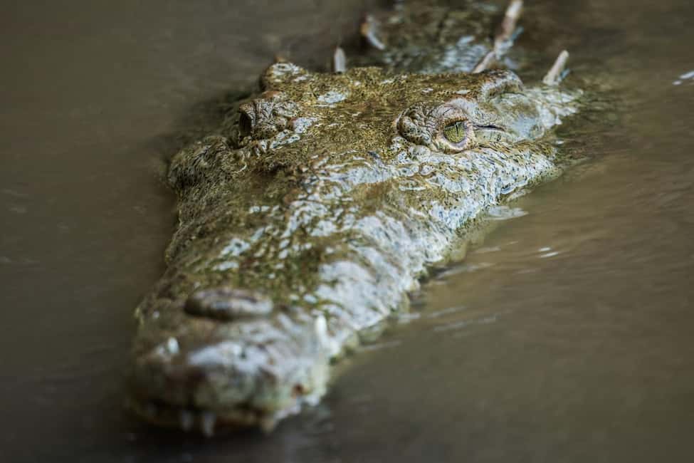 image n.16 of Tarcoles River: Jungle Crocodile Safari & Bird Watching Tour activity in San José, Costa Rica, uploaded by supplier