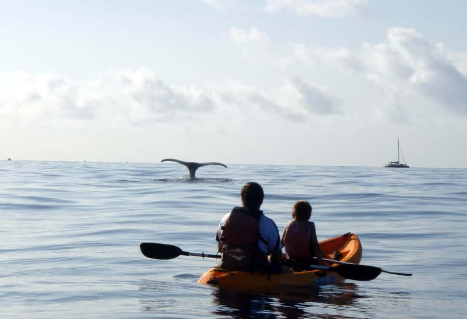 image n.3 of South Maui: Whale Watch Kayaking and Snorkel Tour in Kihei activity in Kihei, uploaded by supplier