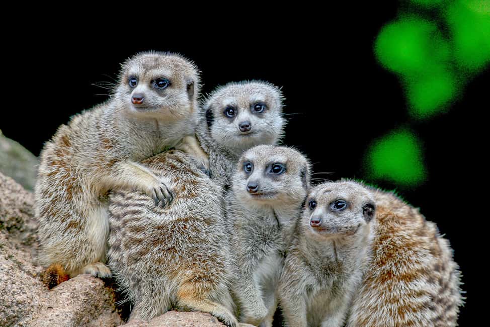 image n.6 of Melbourne Zoo: 1-Day Entry Ticket activity in Melbourne, uploaded by supplier