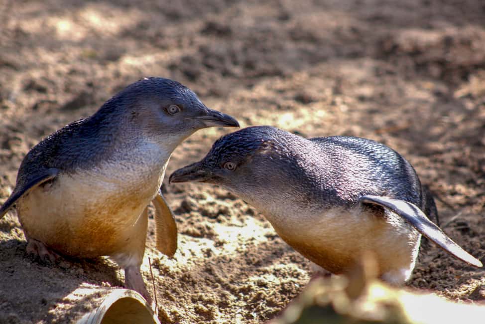 image n.7 of Melbourne Zoo: 1-Day Entry Ticket activity in Melbourne, uploaded by supplier
