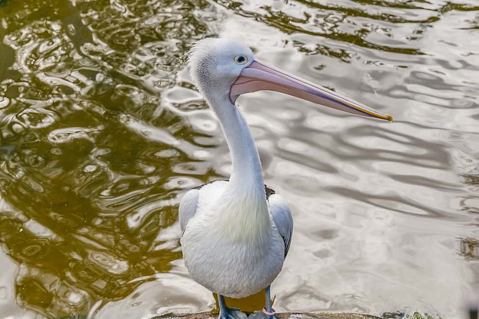 image n.12 of Melbourne Zoo: 1-Day Entry Ticket activity in Melbourne, uploaded by supplier