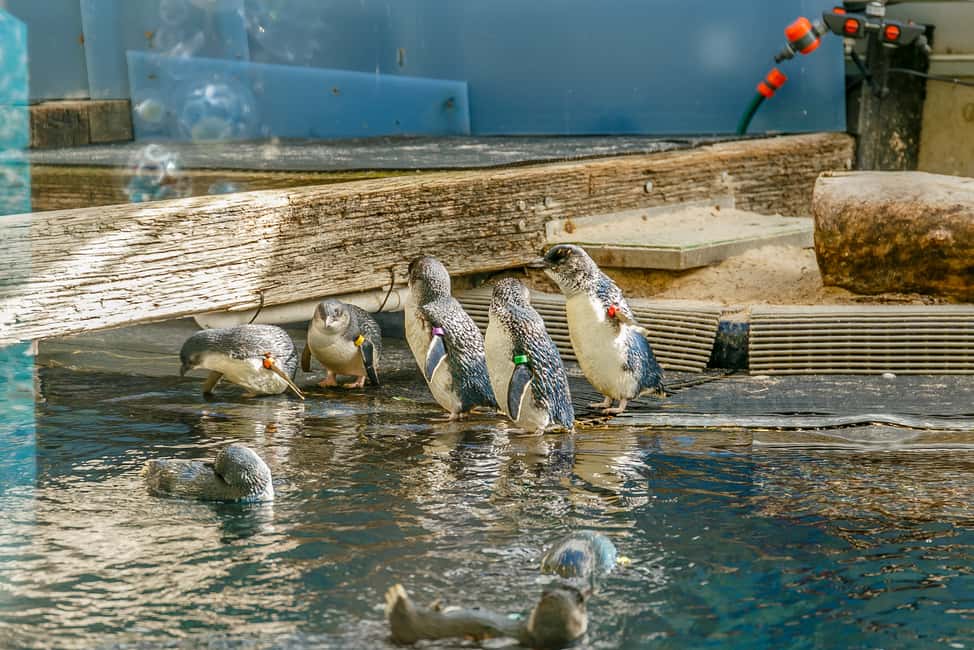 image n.13 of Melbourne Zoo: 1-Day Entry Ticket activity in Melbourne, uploaded by supplier