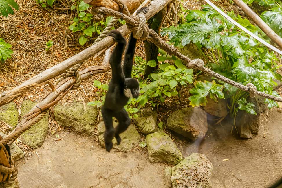 image n.14 of Melbourne Zoo: 1-Day Entry Ticket activity in Melbourne, uploaded by supplier