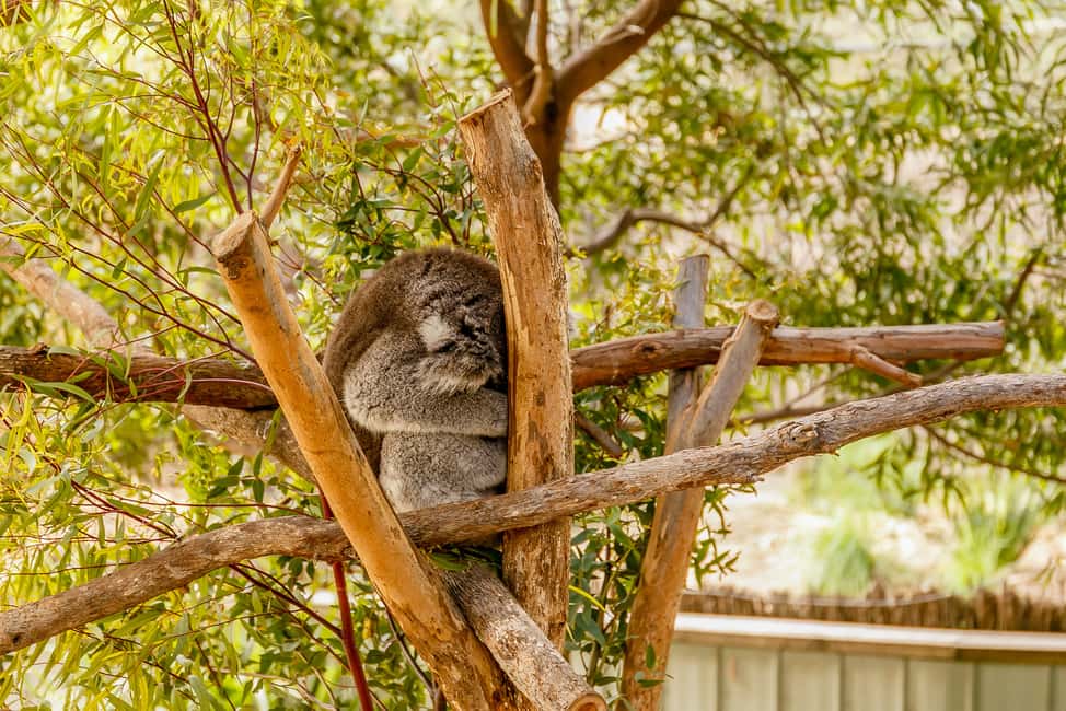 image n.15 of Melbourne Zoo: 1-Day Entry Ticket activity in Melbourne, uploaded by supplier