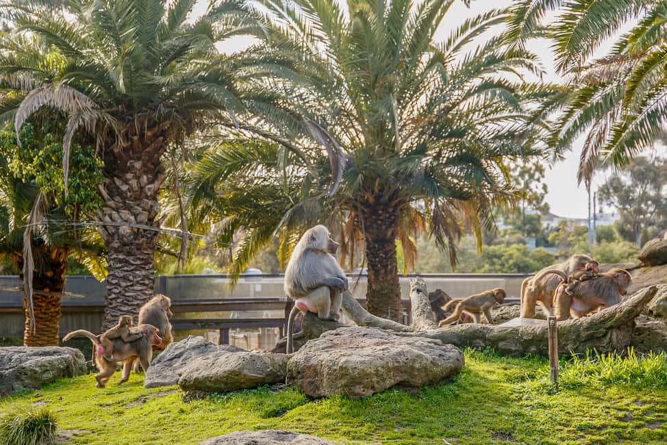 image n.16 of Melbourne Zoo: 1-Day Entry Ticket activity in Melbourne, uploaded by supplier