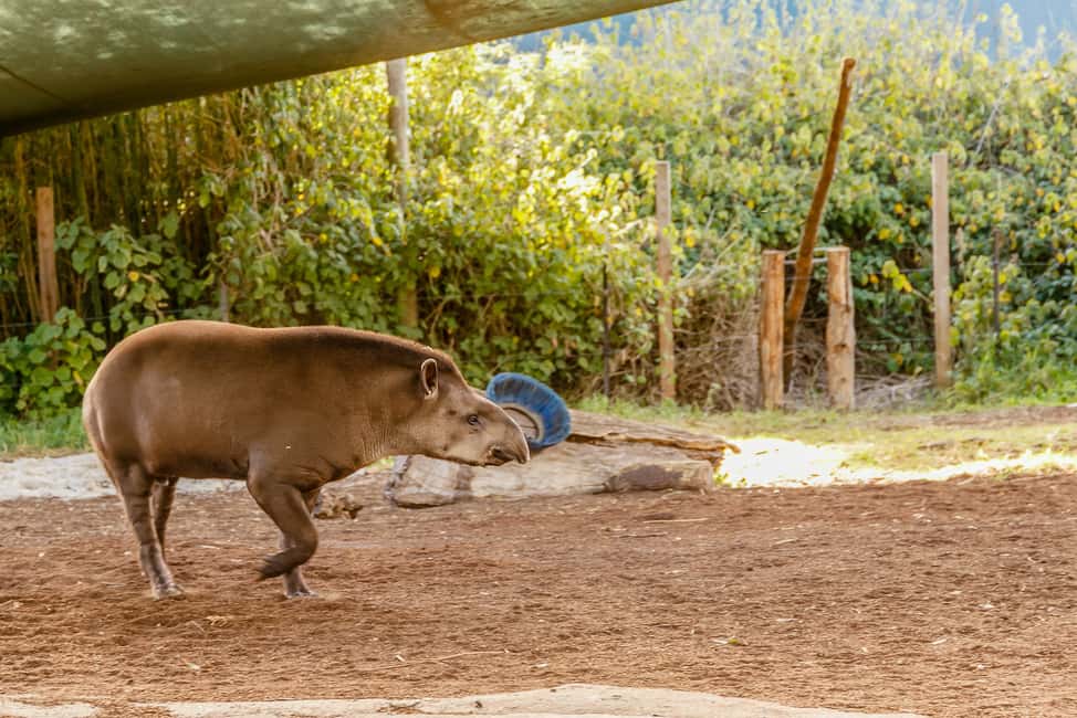 image n.17 of Melbourne Zoo: 1-Day Entry Ticket activity in Melbourne, uploaded by supplier