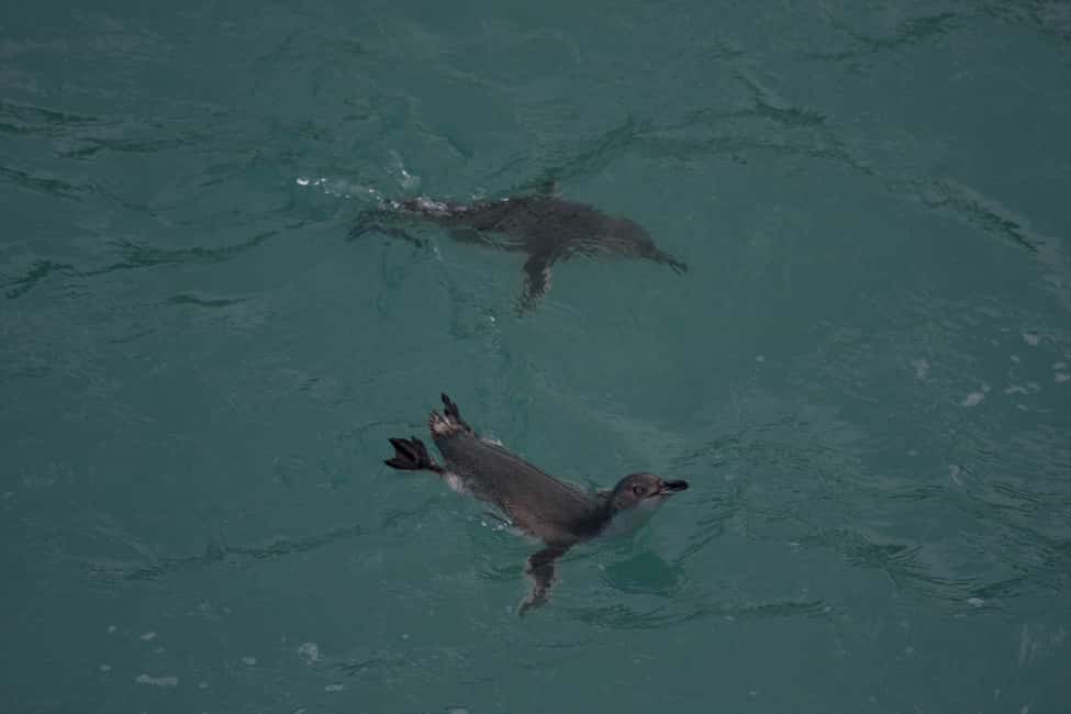 image n.3 of Akaroa: Pohatu Little Penguins 3-Hour Evening Experience activity in Akaroa, uploaded by supplier