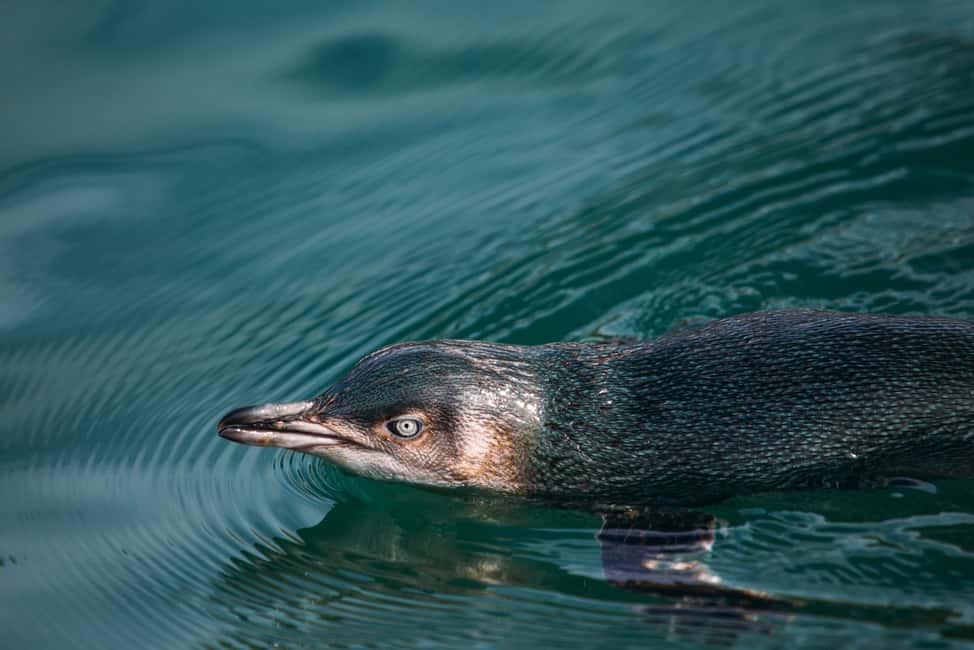 image n.4 of Akaroa: Pohatu Little Penguins 3-Hour Evening Experience activity in Akaroa, uploaded by supplier