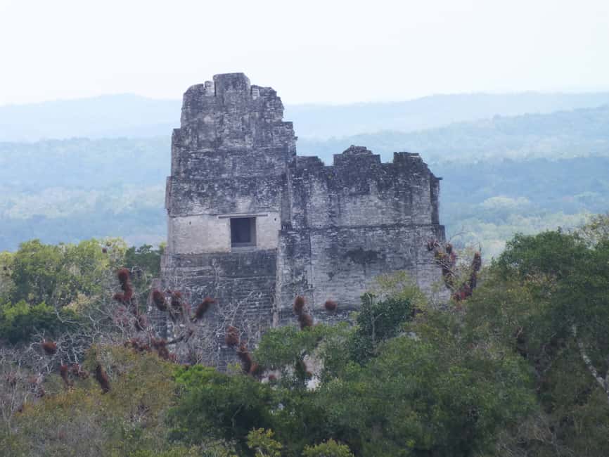 image n.6 of From Flores: Tikal Ruins Guided Tour activity in Flores, Guatemala, uploaded by supplier