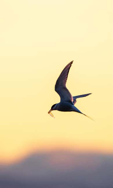 image n.16 of Longyearbyen: Wildlife Safari & Hiking Photography Tour activity in Longyearbyen, uploaded by supplier